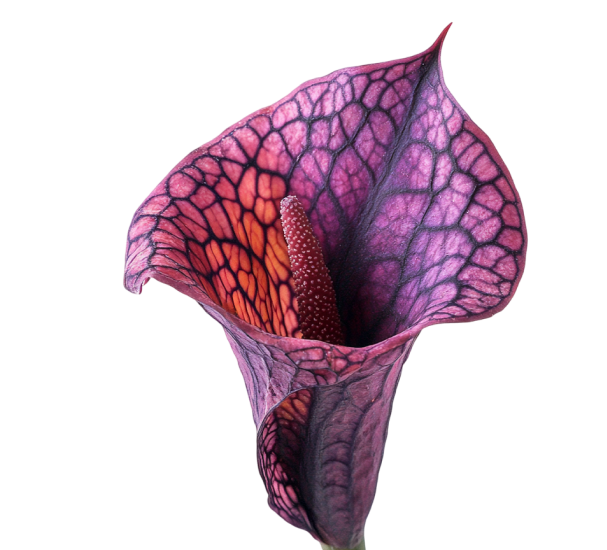 What Is Konjac? The Root Behind It’s Skinny